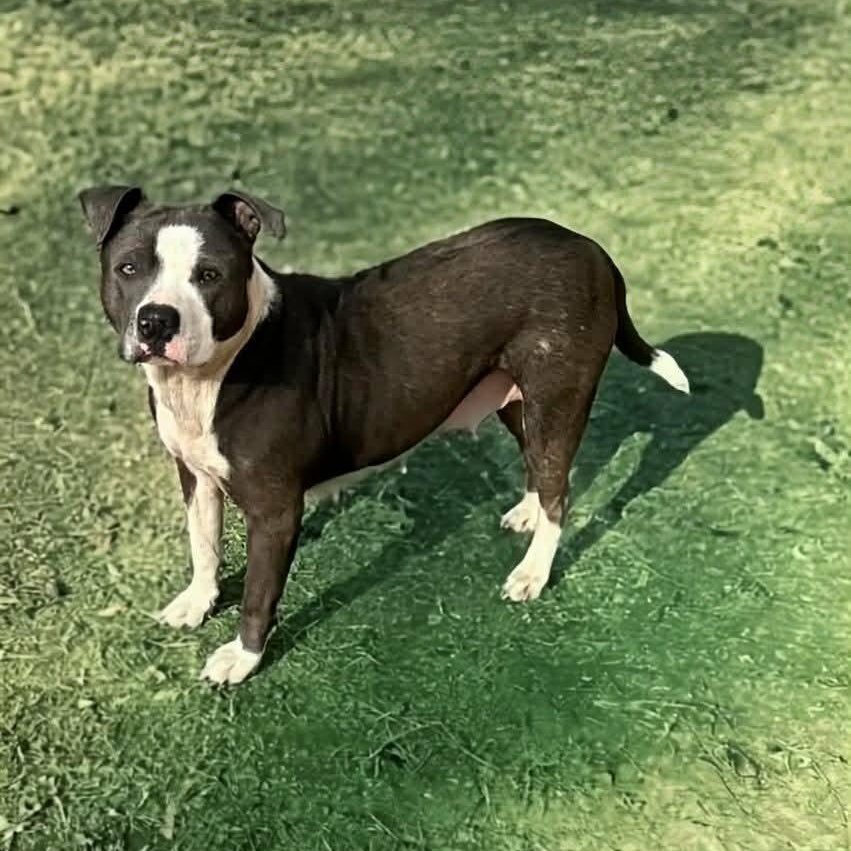 Enlarge Violet, a Adoptable mixed breed in Watertown, CT image 2/6