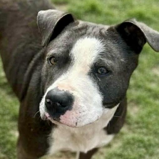 Violet, Adoptable, Adult Female Pit Bull Terrier & American Bully.