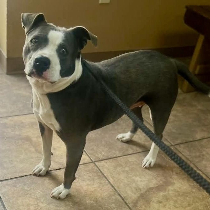Violet - all new pictures!, a Adoptable mixed breed in Watertown, CT image 5/6