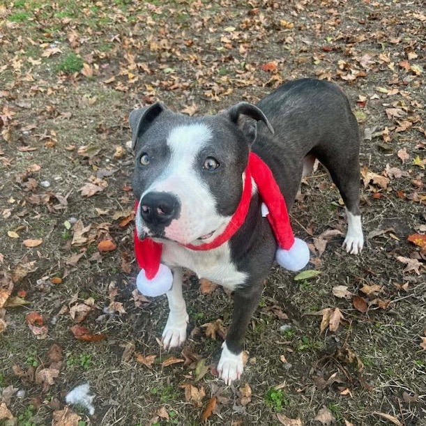 Enlarge Violet, a Adoptable mixed breed in Watertown, CT image 3/6