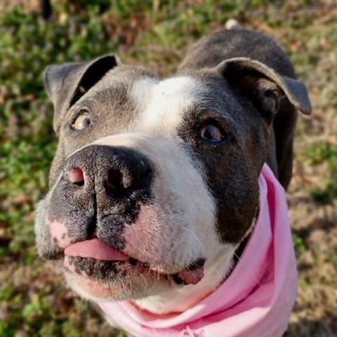 Enlarge Violet - all new pictures!, a Adoptable mixed breed in Watertown, CT image 4/6