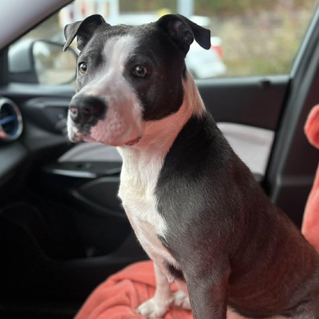 Violet - new pics!, a Adoptable mixed breed in Watertown, CT image 4/6