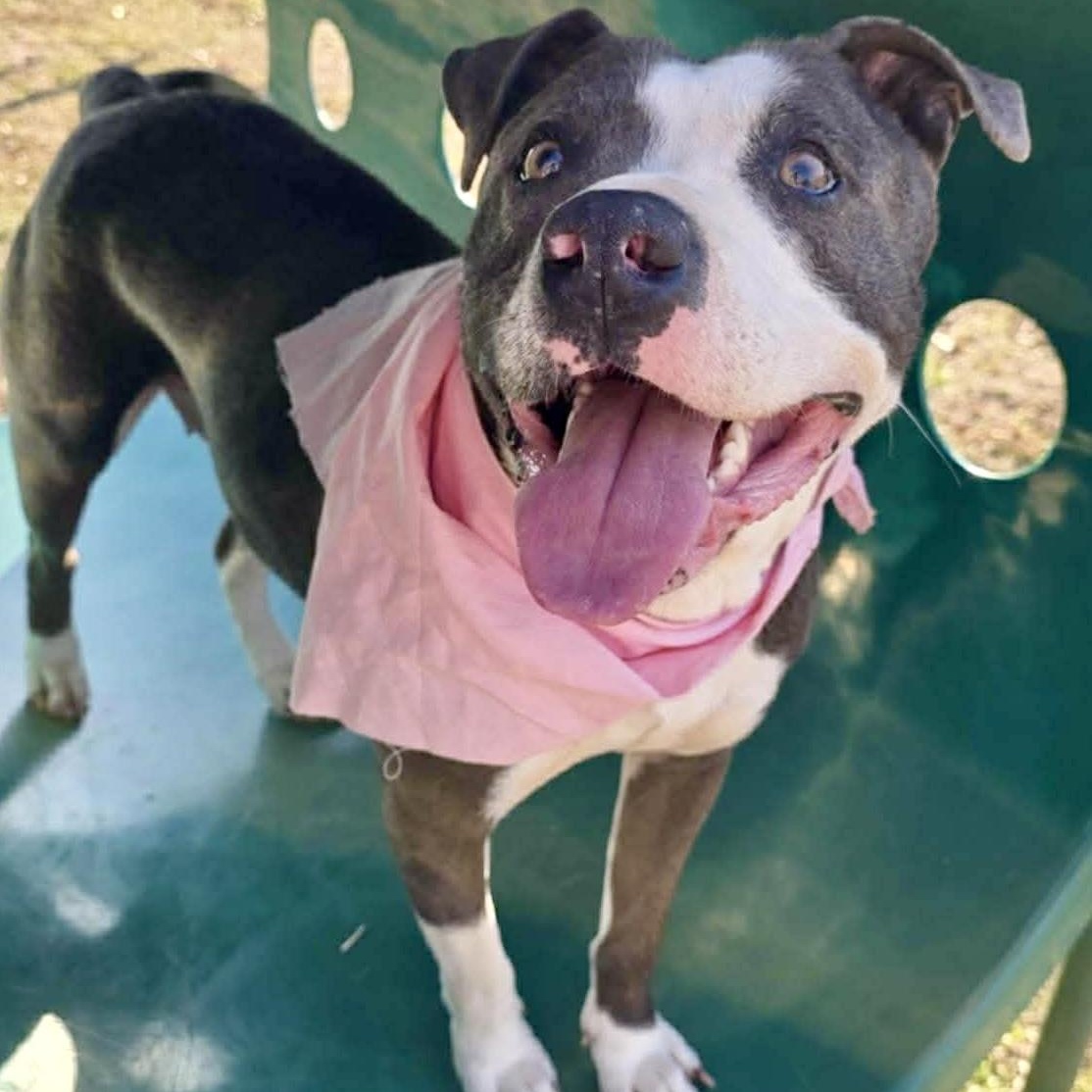 Enlarge Violet - all new pictures!, a Adoptable mixed breed in Watertown, CT image 3/6