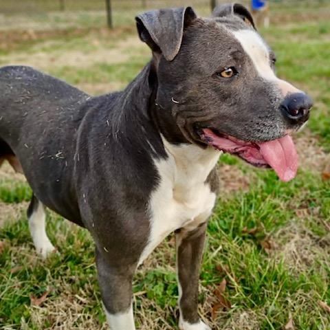 Enlarge Violet - all new pictures!, a Adoptable mixed breed in Watertown, CT image 5/6