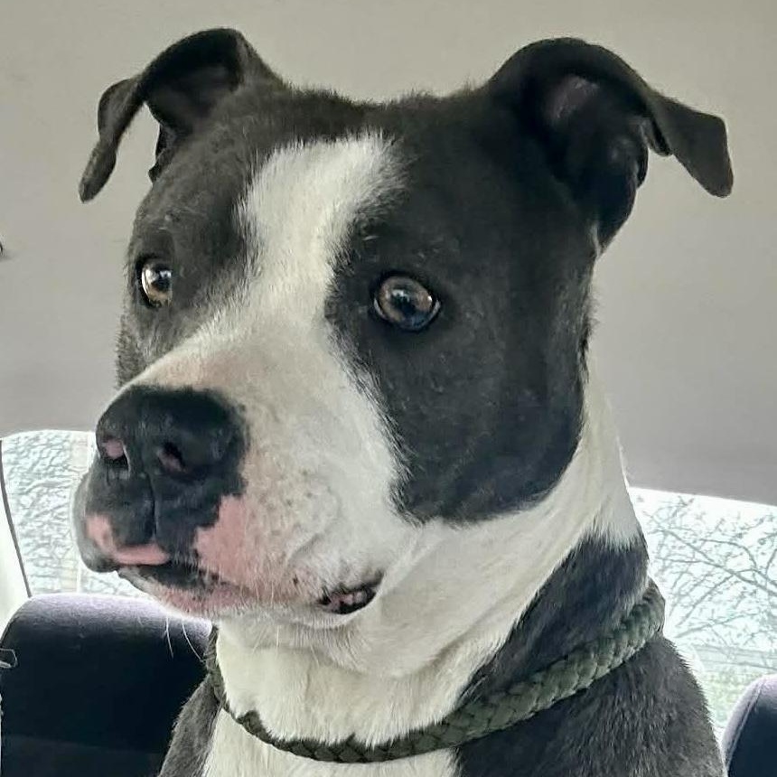 Violet - new pics!, a Adoptable mixed breed in Watertown, CT image 2/6