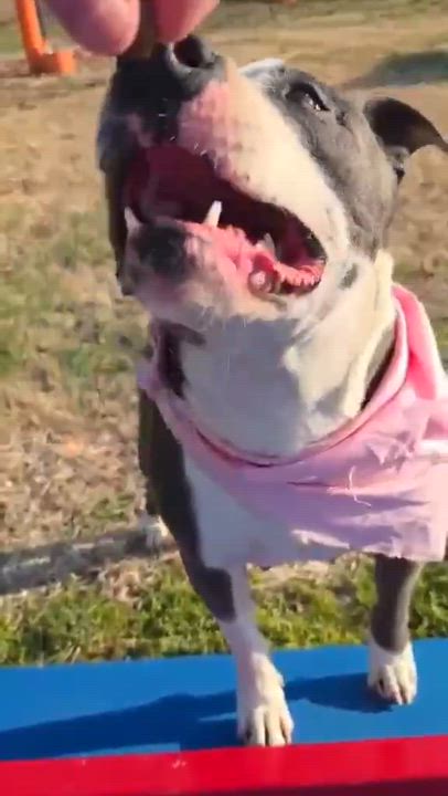 Enlarge Violet - all new pictures!, a Adoptable mixed breed in Watertown, CT video 6/6