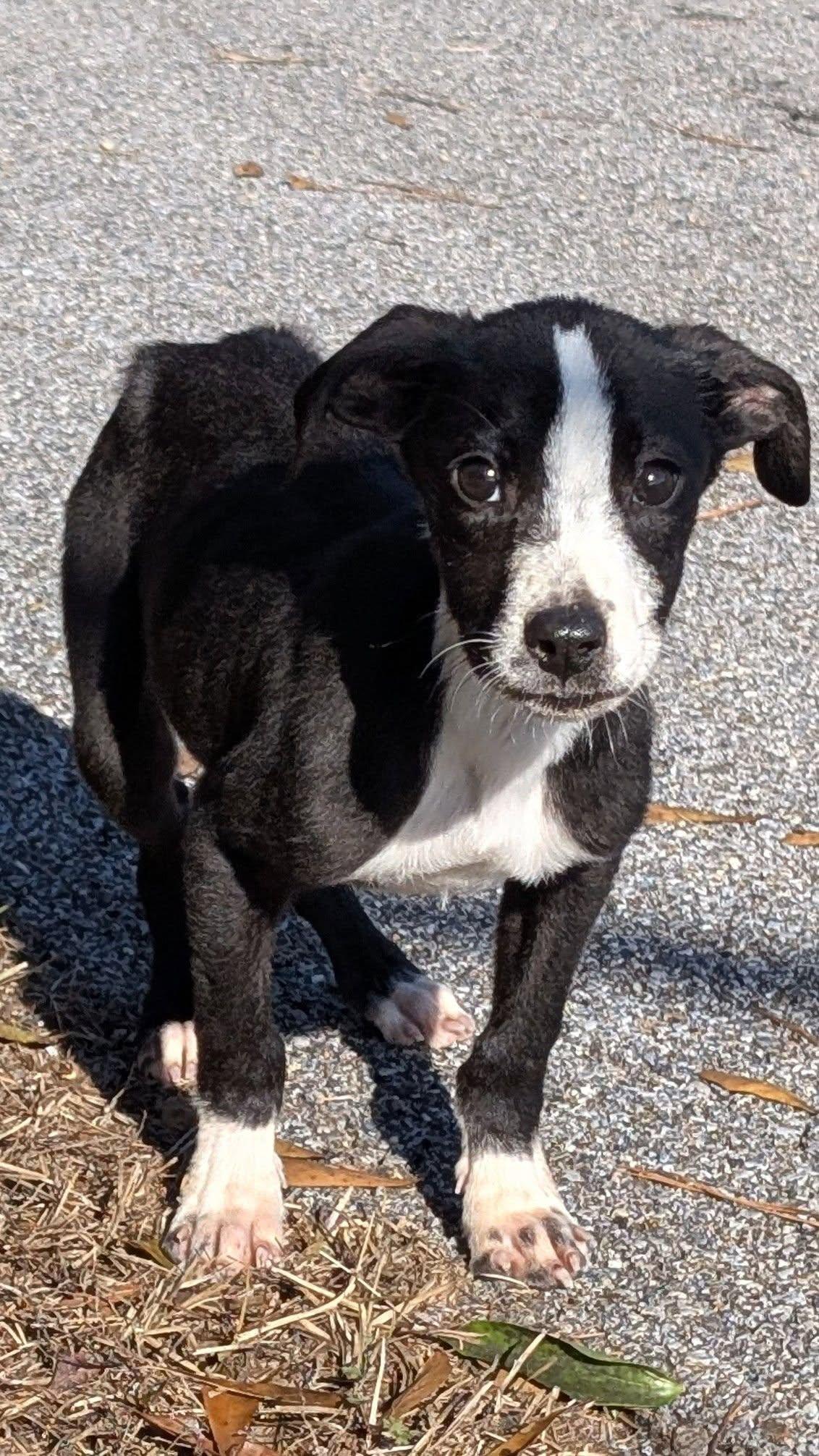 Enlarge Navidad, a ADOPTABLE mixed breed in Marion, MS image 1/1