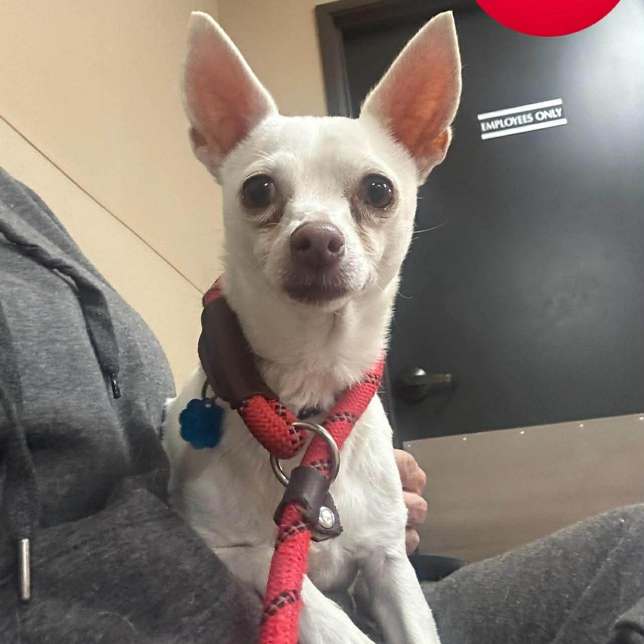 Enlarge PRINCESS needs a new home! , a Adoptable Chihuahua in allen, TX image 6/6