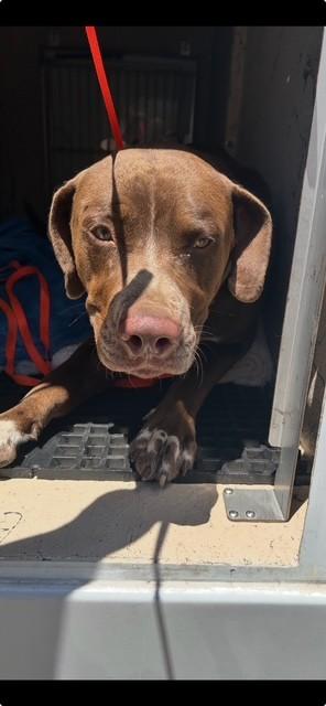 Enlarge CHARLIE, a Adoptable mixed breed in Killeen, TX image 1/1