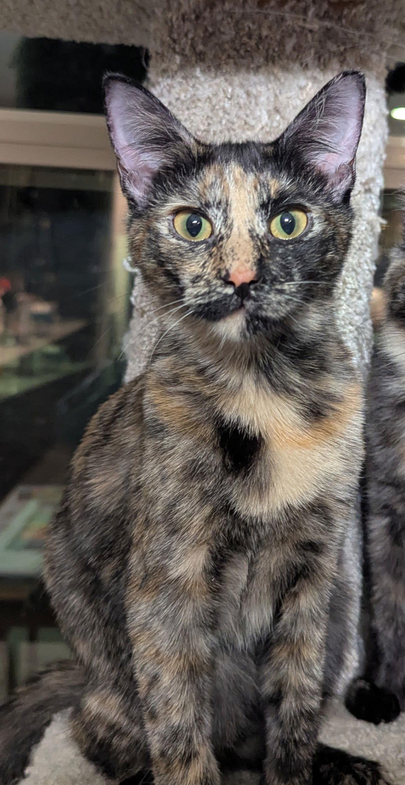 Enlarge Paisley & Lacey 6.15.25, a Adoptable Domestic Short Hair in Apopka, FL image 2/3