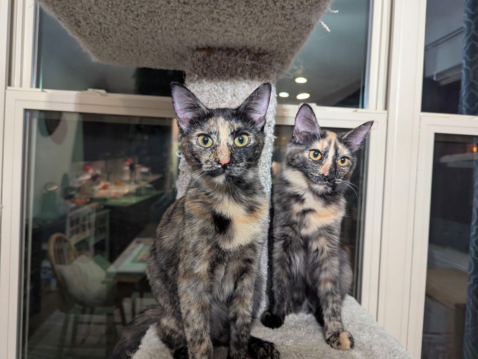 Enlarge Paisley & Lacey 6.15.25, a Adoptable Domestic Short Hair in Apopka, FL image 3/3