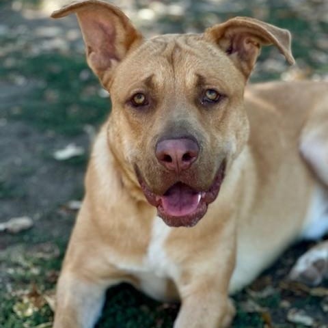 Ralph, Adoptable, Adult Male Labrador Retriever.