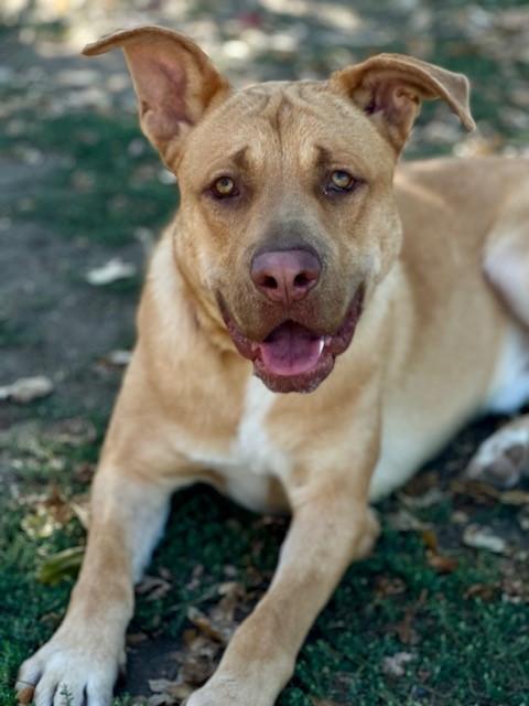 Ralph, an adoptable Labrador Retriever in Phoenix, OR, 97535 | Photo Image 2