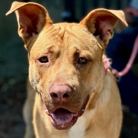 Ralph, a Adoptable mixed breed in Phoenix, OR image 2/6