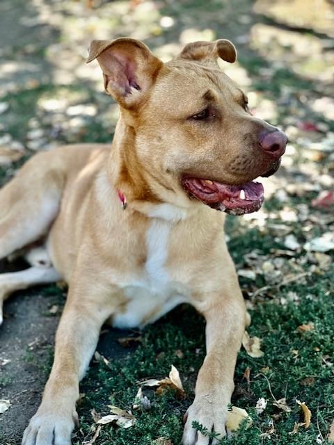 Ralph, a Adoptable mixed breed in Phoenix, OR image 3/6