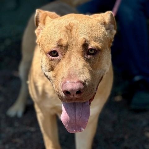 Ralph, a Adoptable mixed breed in Phoenix, OR image 6/6