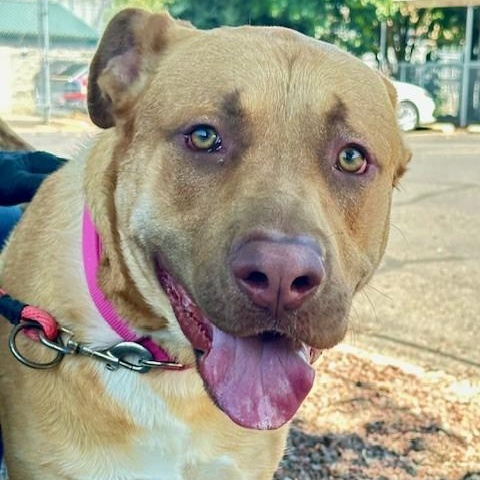 Ralph, a Adoptable mixed breed in Phoenix, OR image 5/6
