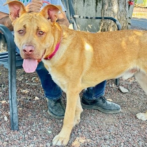 Ralph, an adoptable Labrador Retriever in Phoenix, OR, 97535 | Photo Image 3