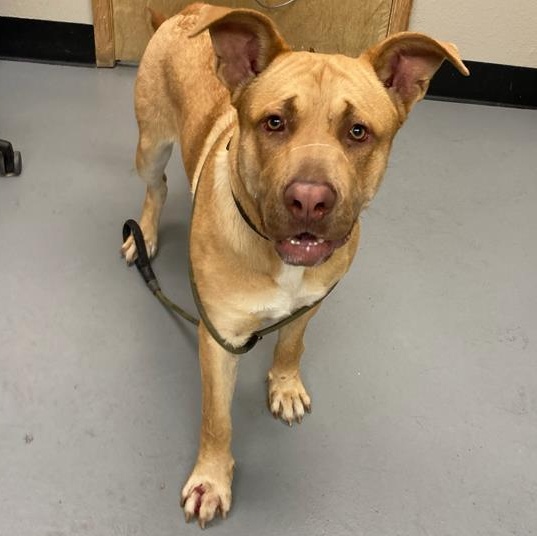 Ralph, an adoptable Labrador Retriever in Phoenix, OR, 97535 | Photo Image 6