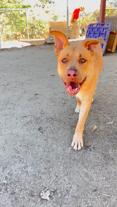 Enlarge Ralph, a Adoptable mixed breed in Phoenix, OR video 4/6