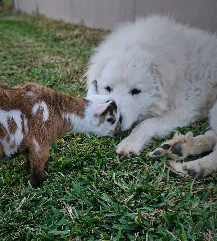 Igor, Adult Male Great Pyrenees