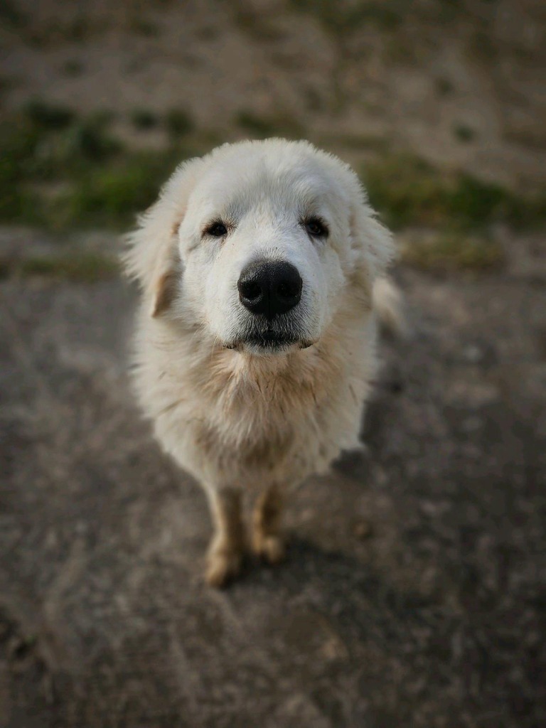 Igor photo 5