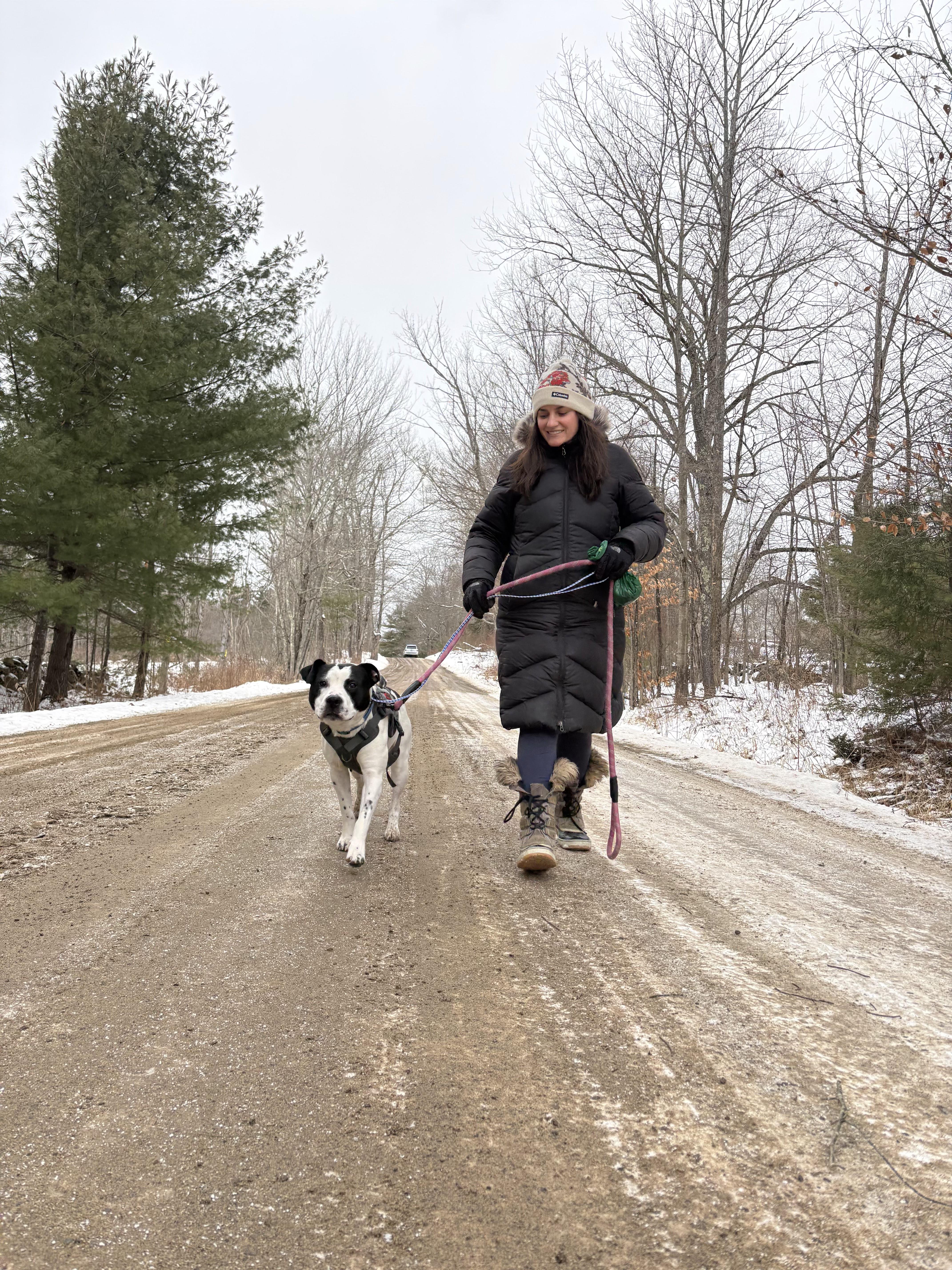 Marino, a ADOPTABLE mixed breed in New Boston, NH image 4/6
