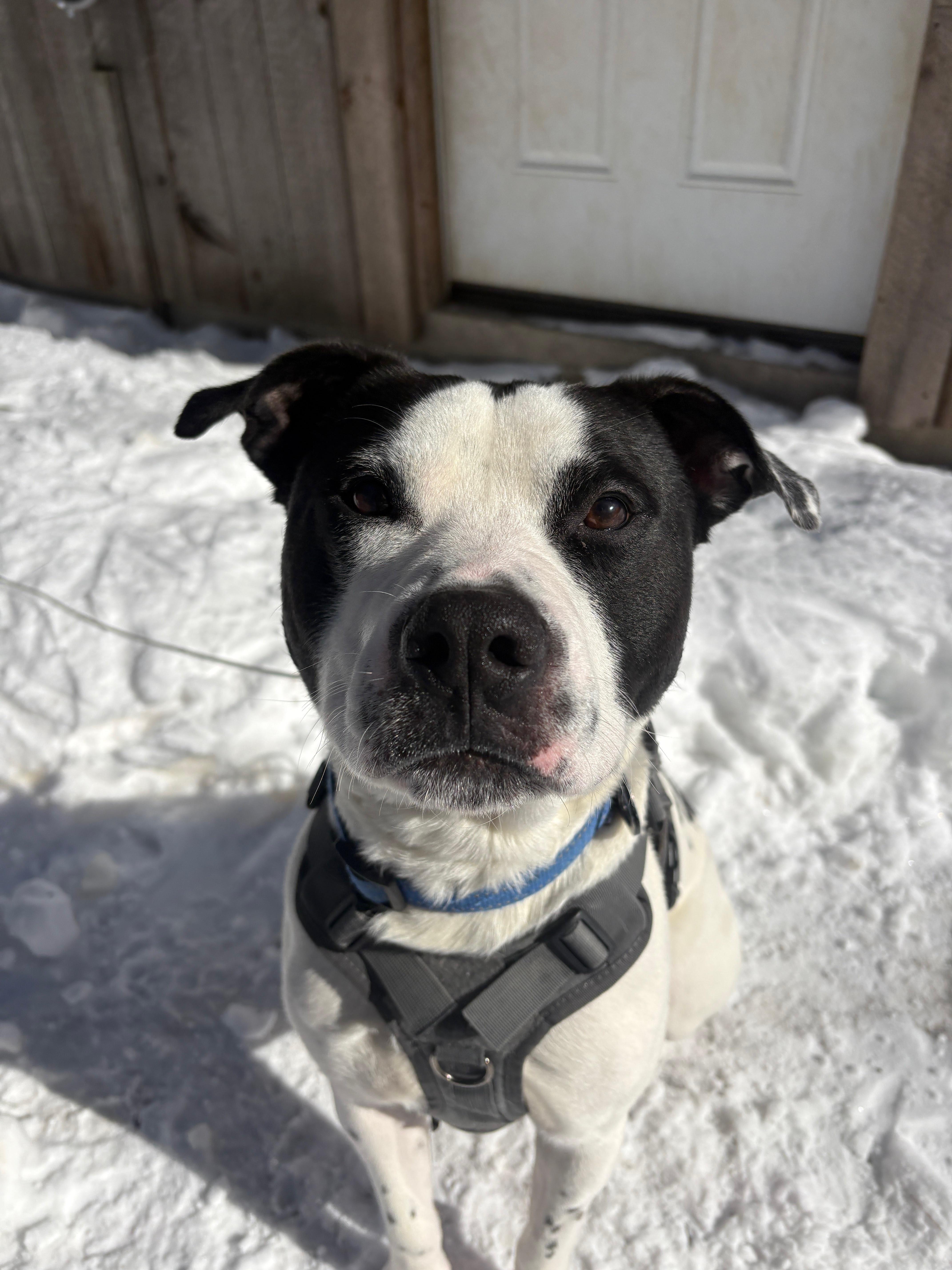 Marino, a ADOPTABLE mixed breed in New Boston, NH image 5/6