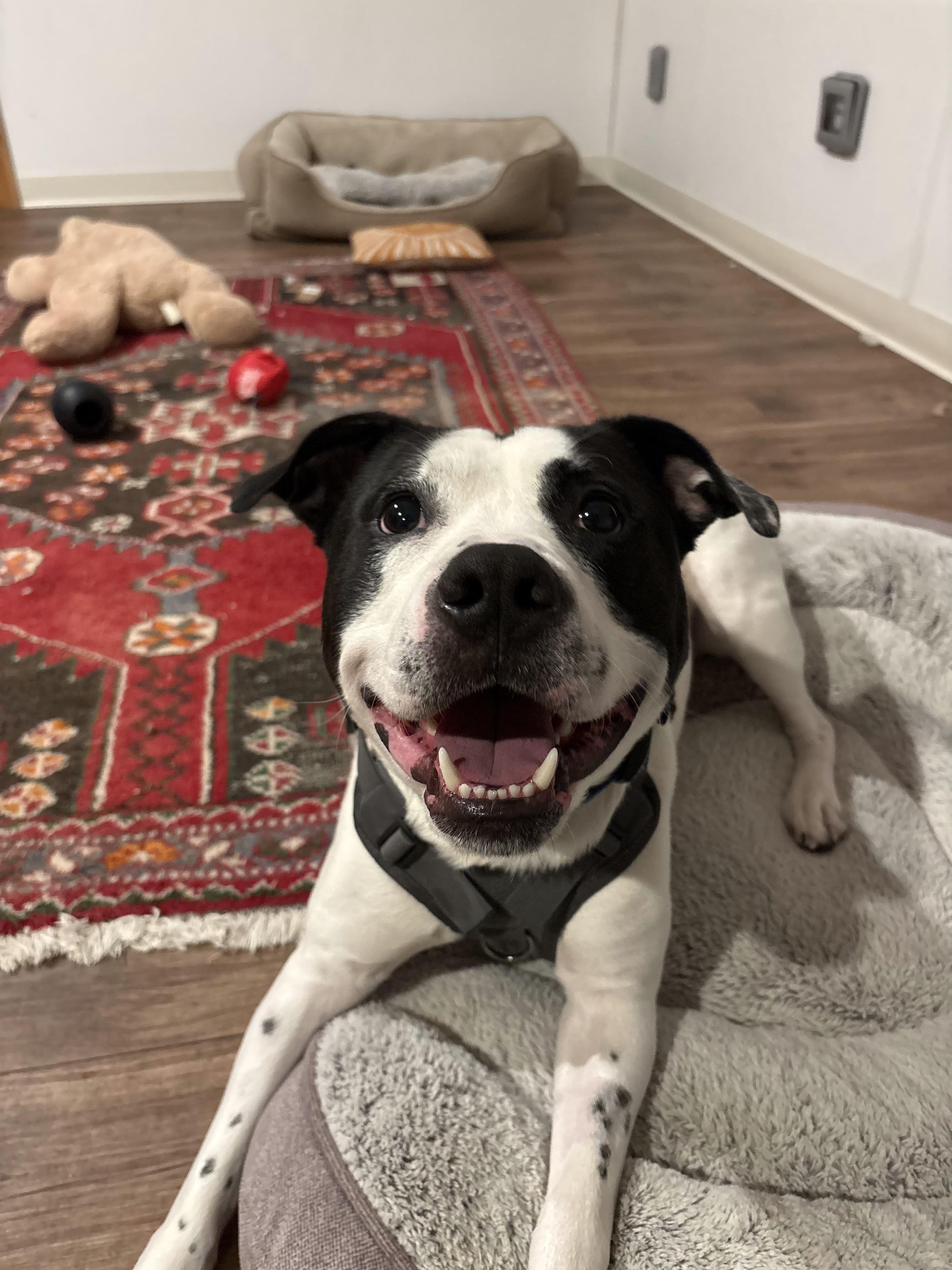 Marino, ADOPTABLE, Young Male American Staffordshire Terrier.