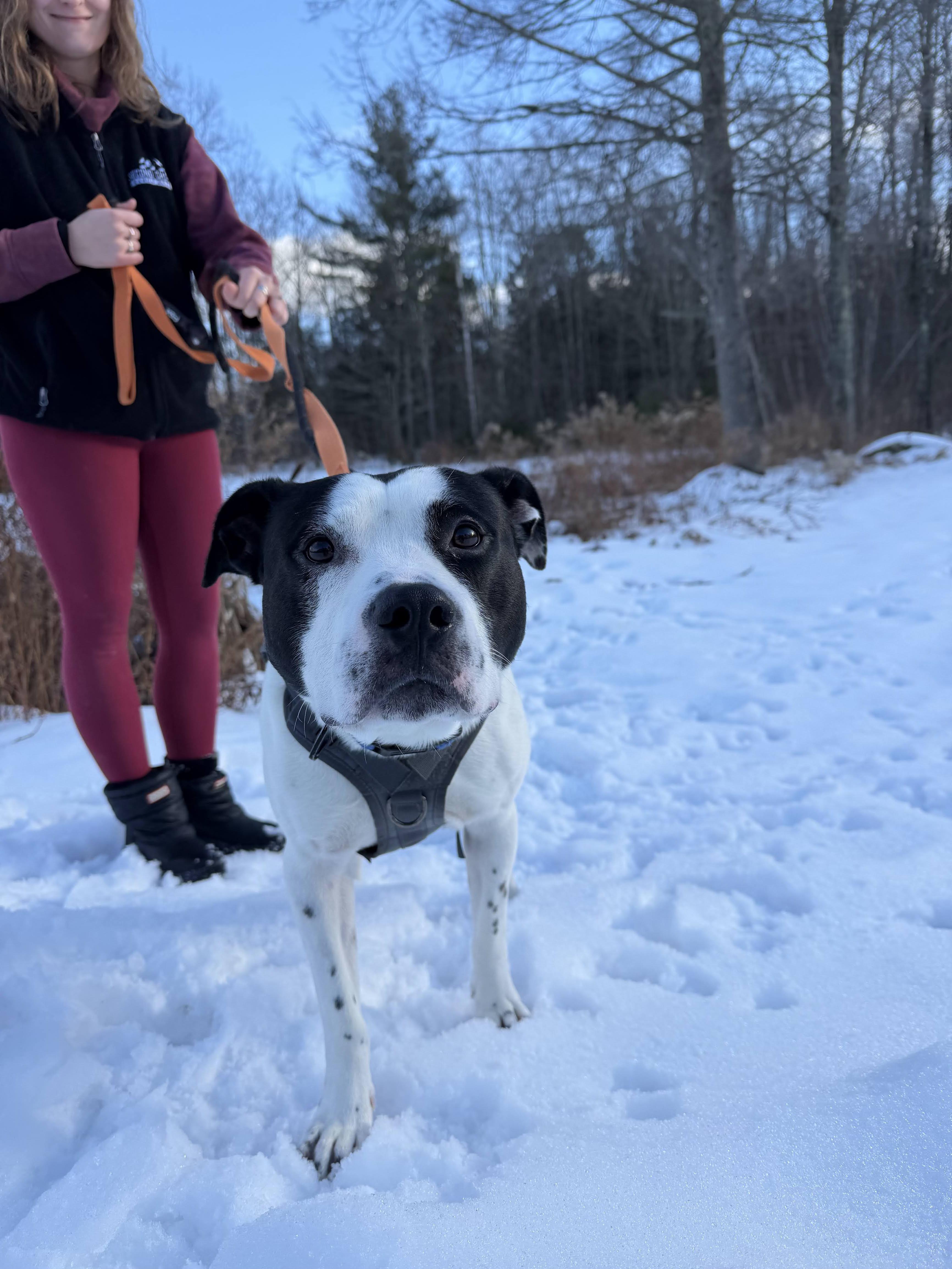 Marino, a ADOPTABLE mixed breed in New Boston, NH image 3/6