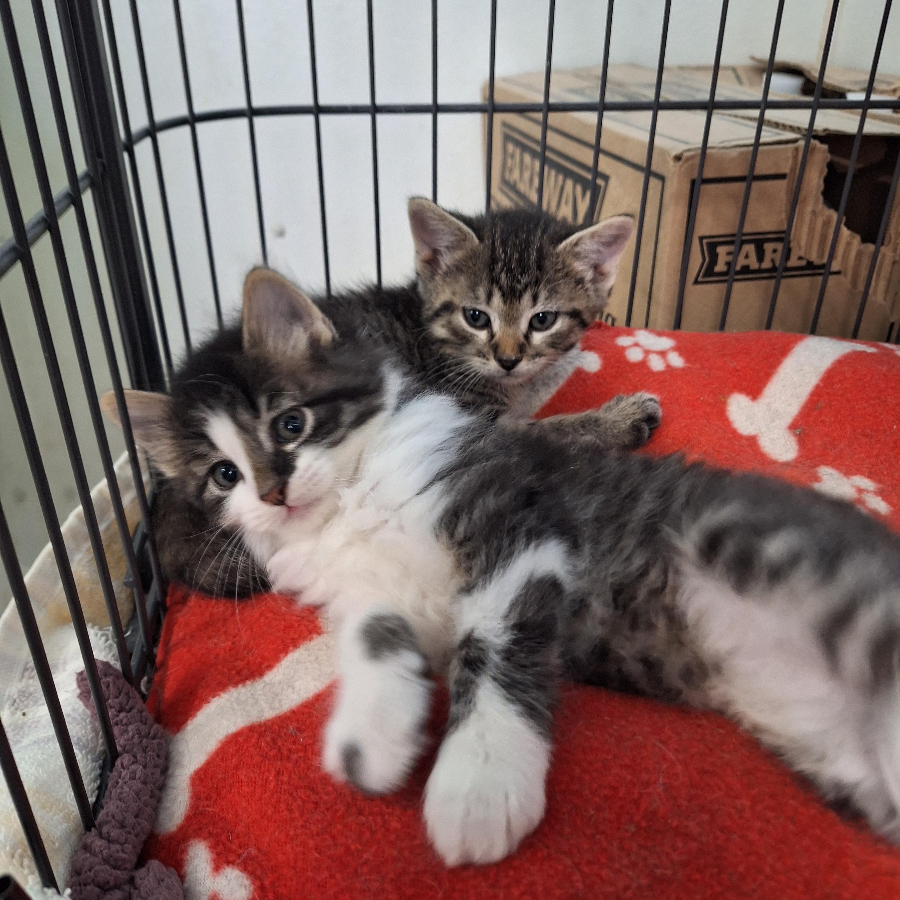 Enlarge Sid, an adopted Domestic Long Hair in Clarinda, IA image 2/2