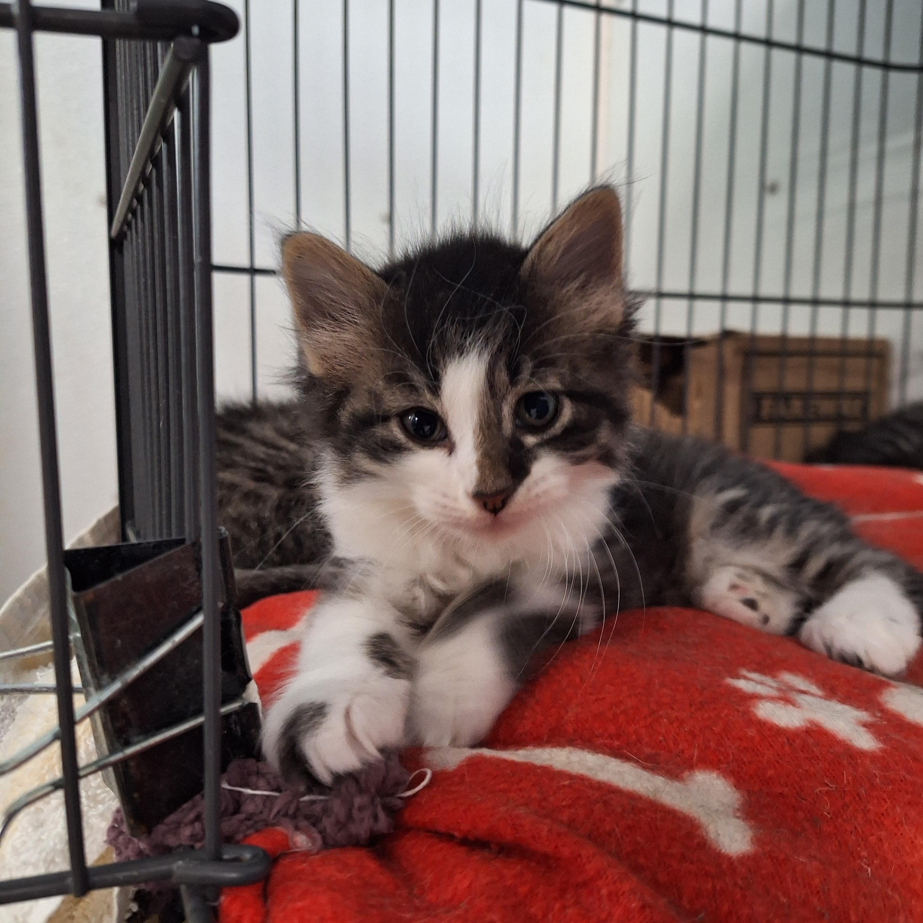 Sid, adopted, Kitten Male Domestic Long Hair.