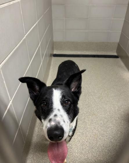 180583 Zeus & 180584 Domino *BONDED PAIR*