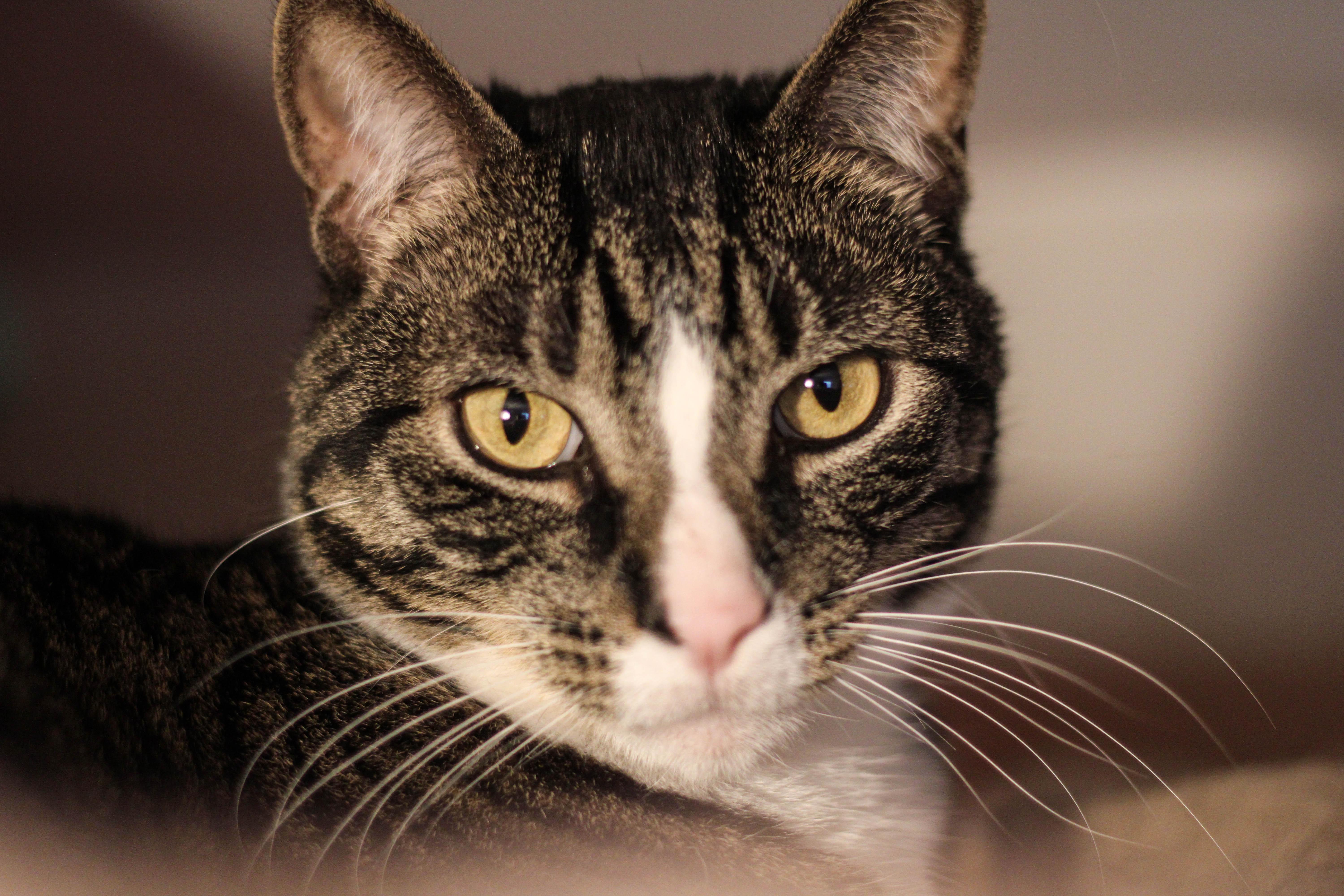 Enlarge Meyer and Holly, a Adoptable mixed breed in Liverpool, NY image 3/5