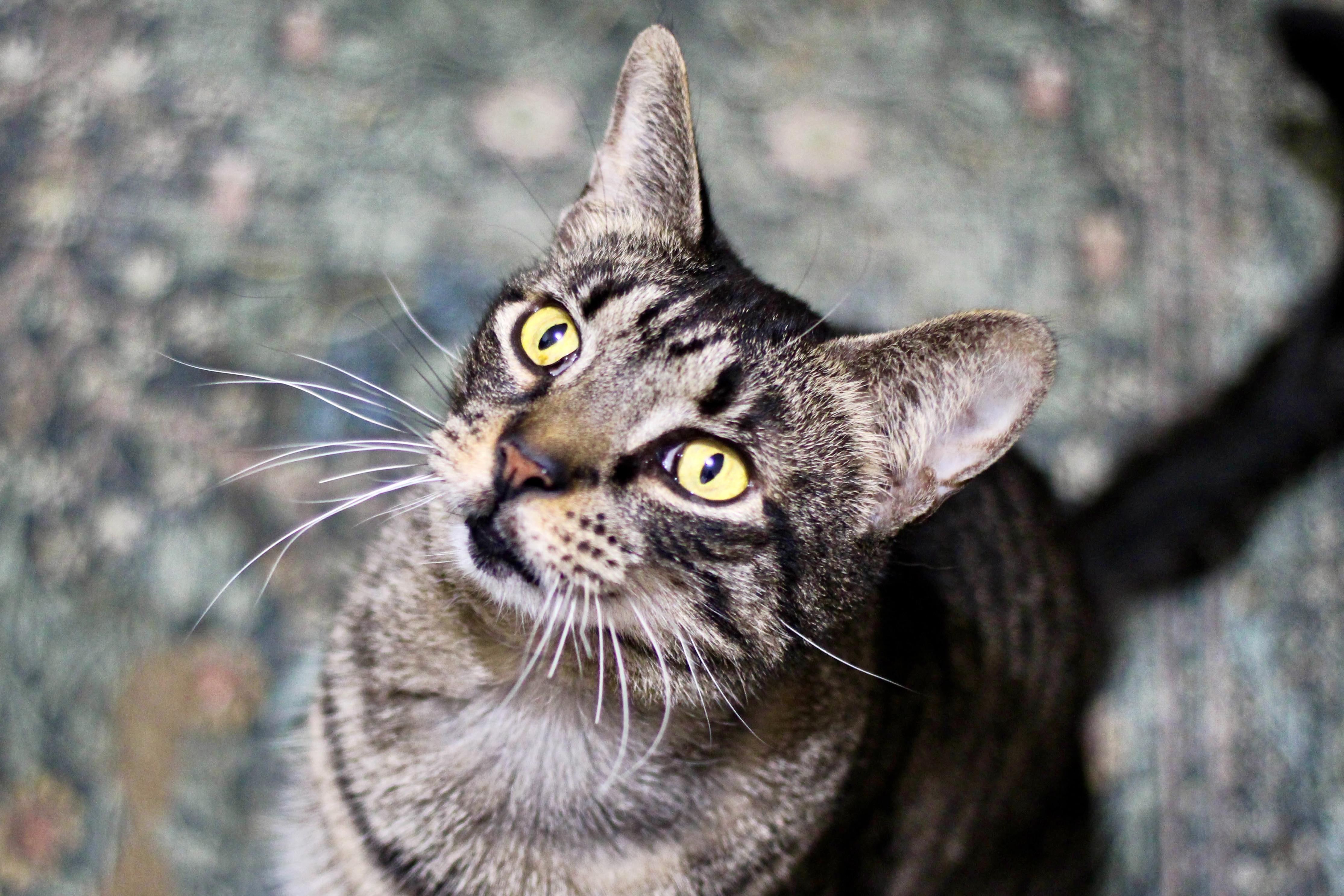 Enlarge Meyer and Holly, a Adoptable mixed breed in Liverpool, NY image 2/5