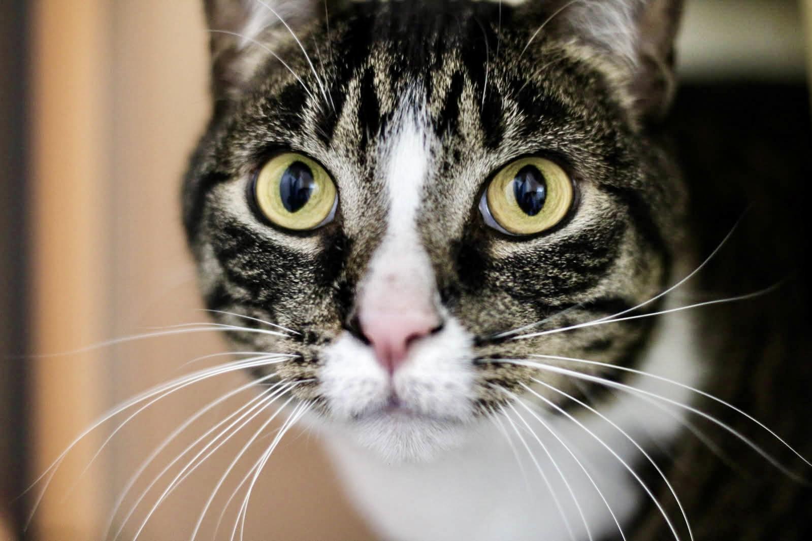 Meyer and Holly, adoptable, Adult Male Domestic Short Hair & Tabby.