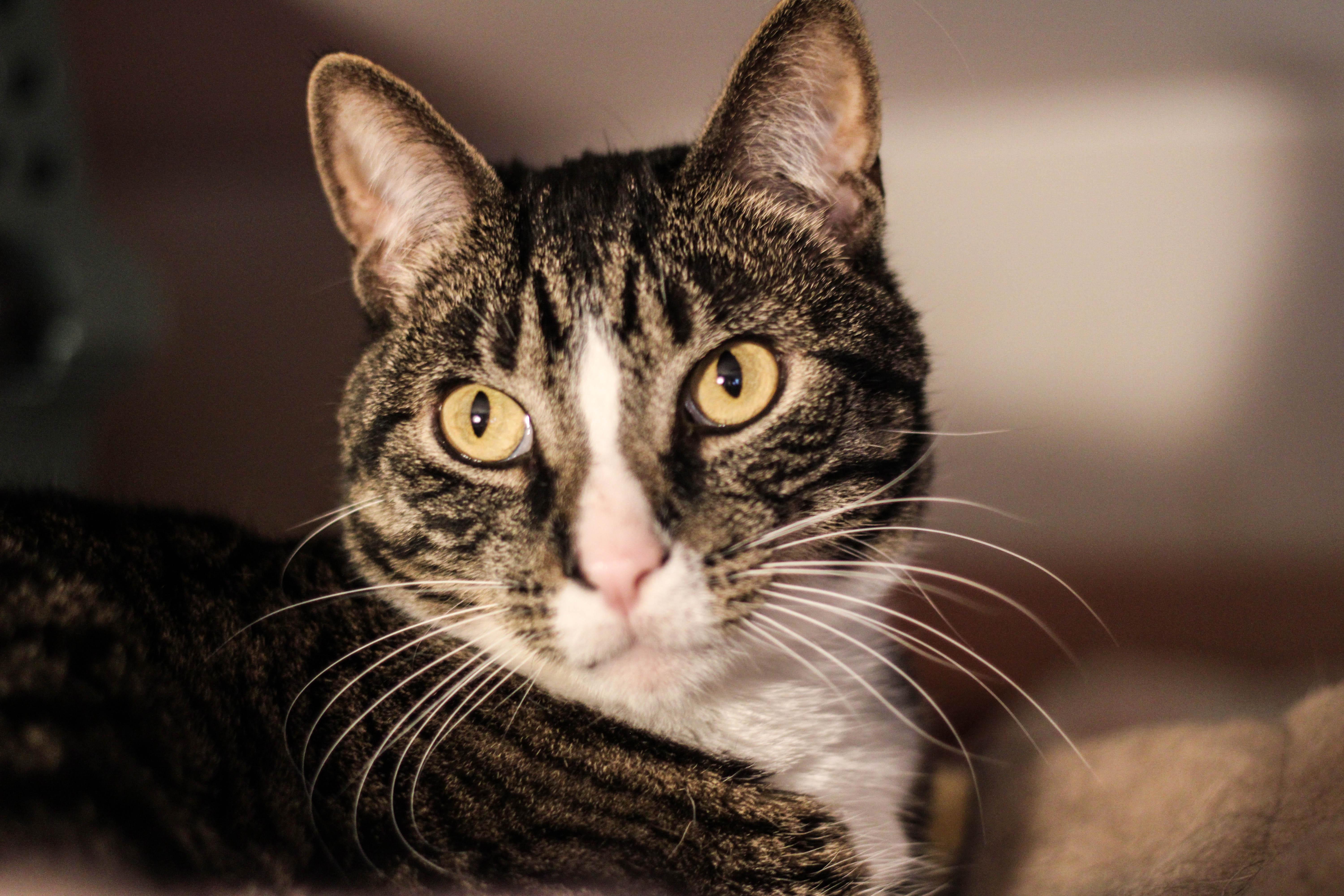 Meyer and Holly, Adoptable, Adult Male Domestic Short Hair & Tabby.