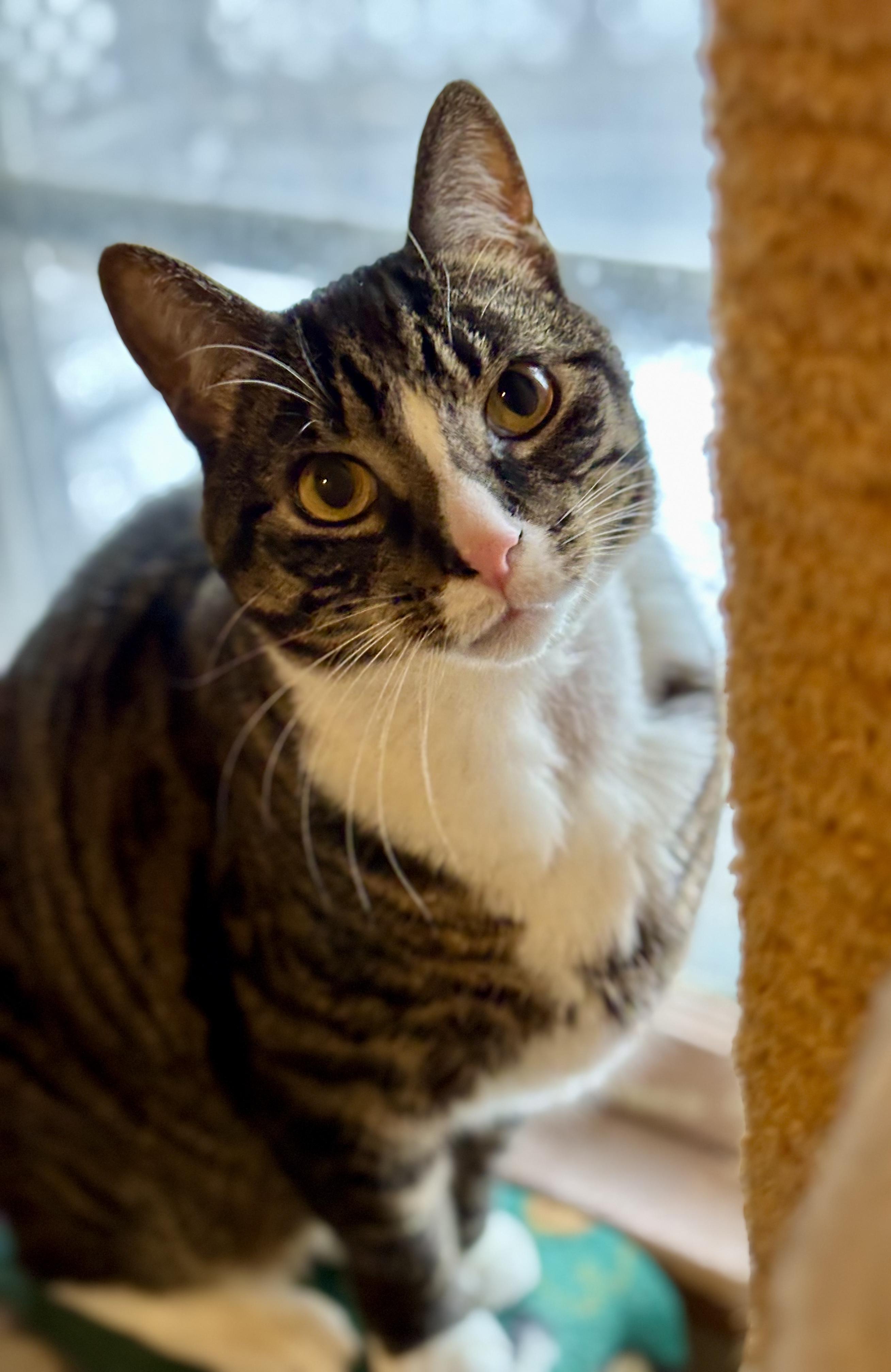 Enlarge Meyer and Holly, a Adoptable mixed breed in Liverpool, NY image 5/5