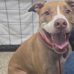 Journey, Adoptable, Adult Male Pit Bull Terrier & Mixed Breed.