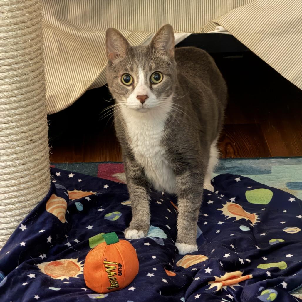Enlarge Astro, a Adoptable Domestic Short Hair in Charlottesville, VA image 1/6