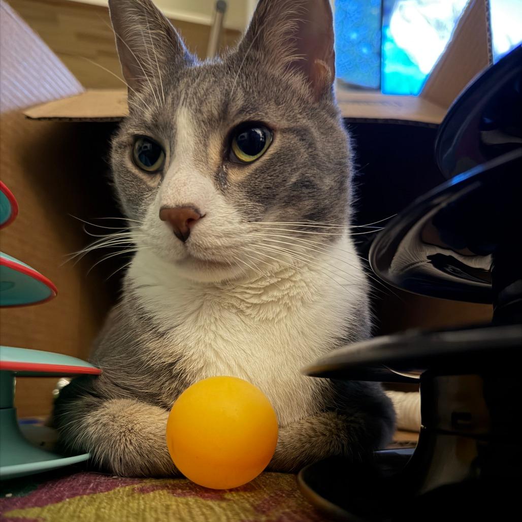Enlarge Astro, a Adoptable Domestic Short Hair in Charlottesville, VA image 2/6
