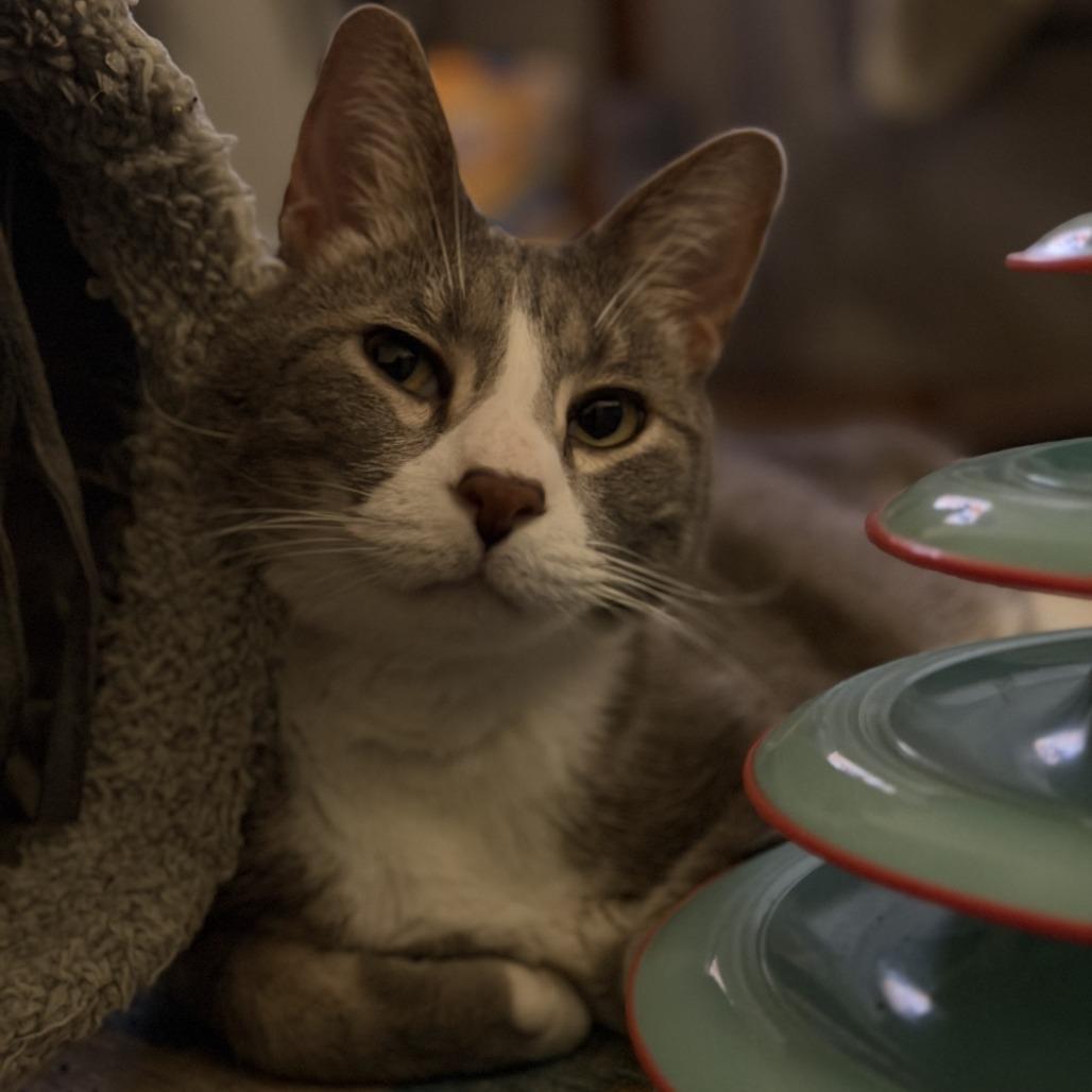 Enlarge Astro, a Adoptable Domestic Short Hair in Charlottesville, VA image 3/6
