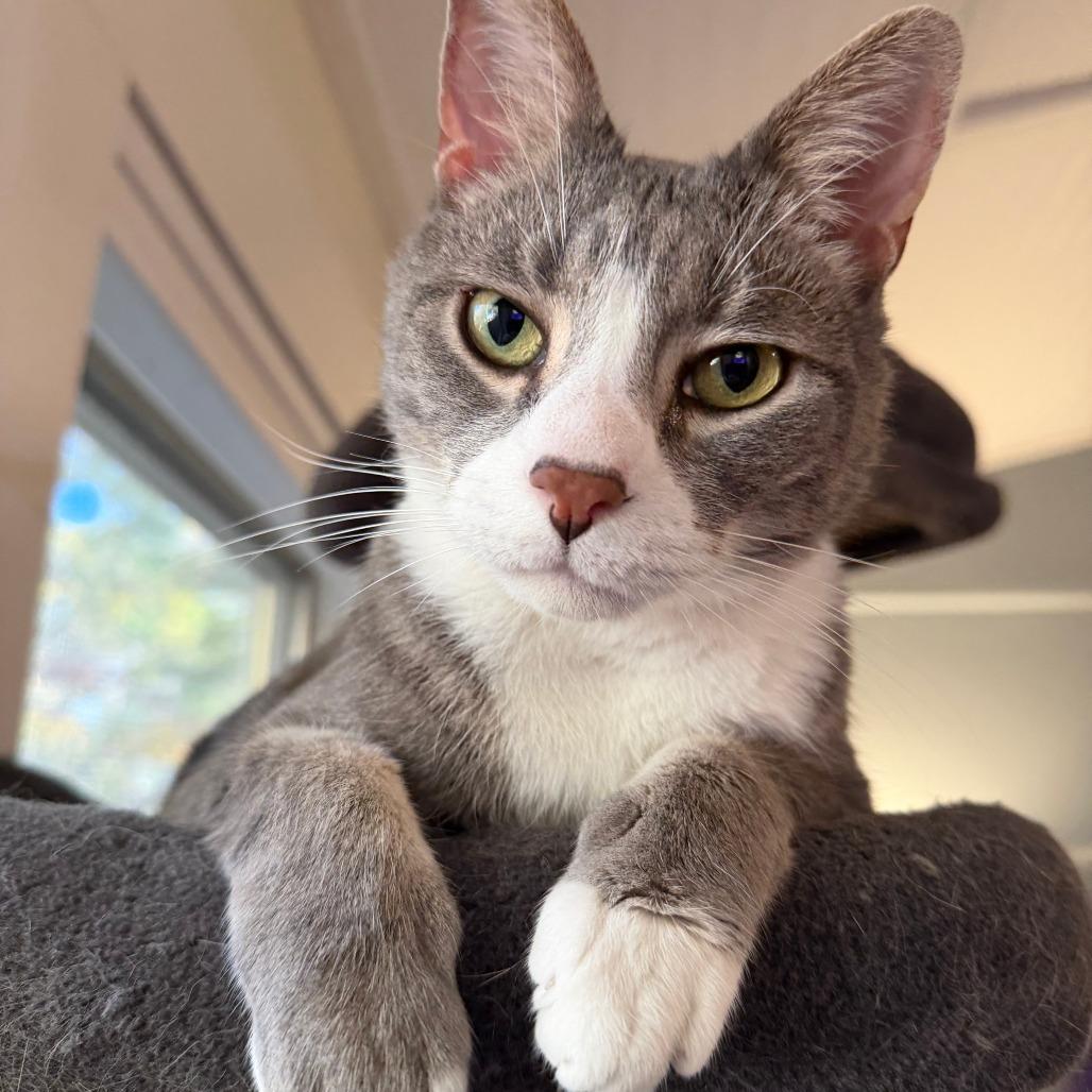 Enlarge Astro, a Adoptable Domestic Short Hair in Charlottesville, VA image 4/6