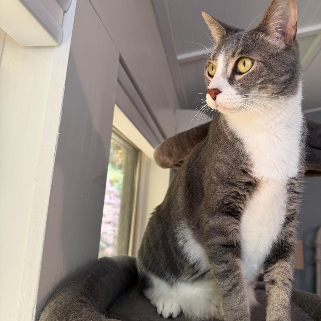 Enlarge Astro, a Adoptable Domestic Short Hair in Charlottesville, VA image 6/6