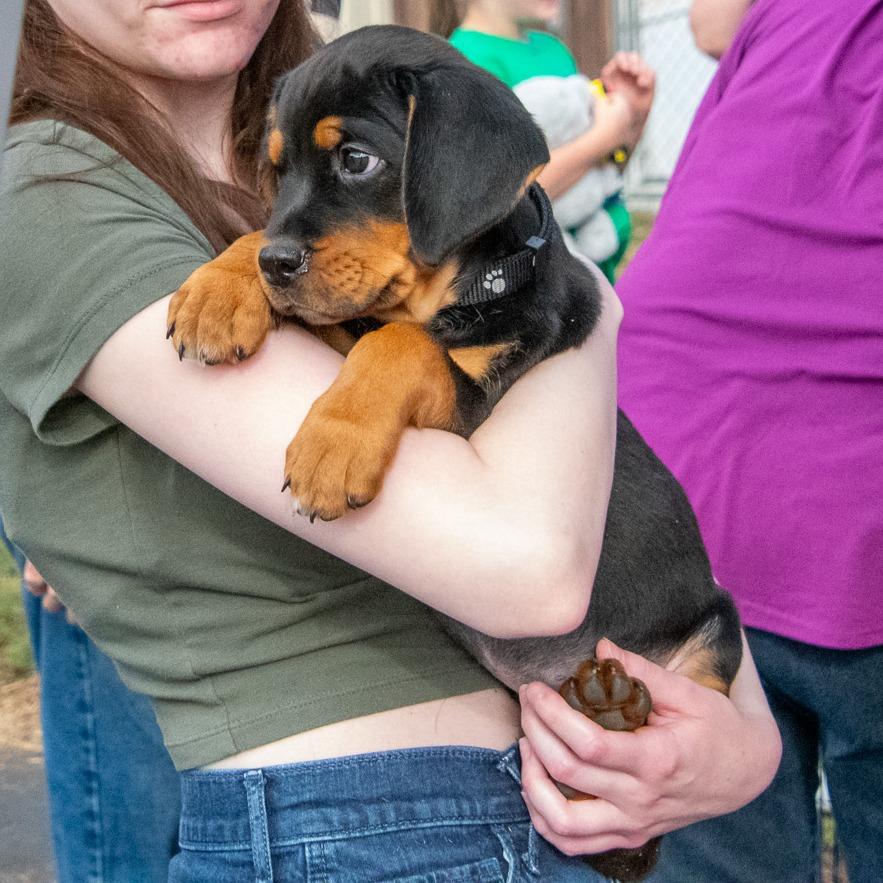 Enlarge Coors DI 7, a Adoptable mixed breed in Union, MO image 1/3