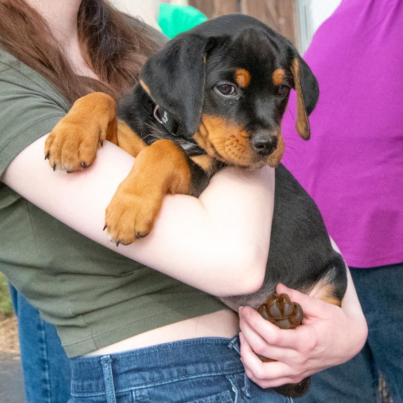 Enlarge Coors DI 7, a Adoptable mixed breed in Union, MO image 2/3