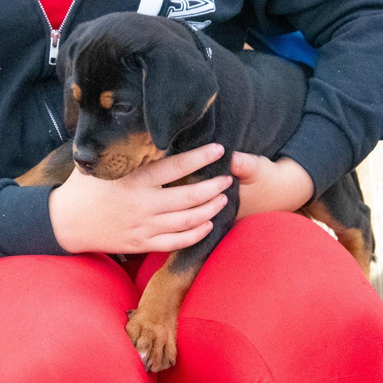 Enlarge Coors DI 7, a Adoptable mixed breed in Union, MO image 3/3