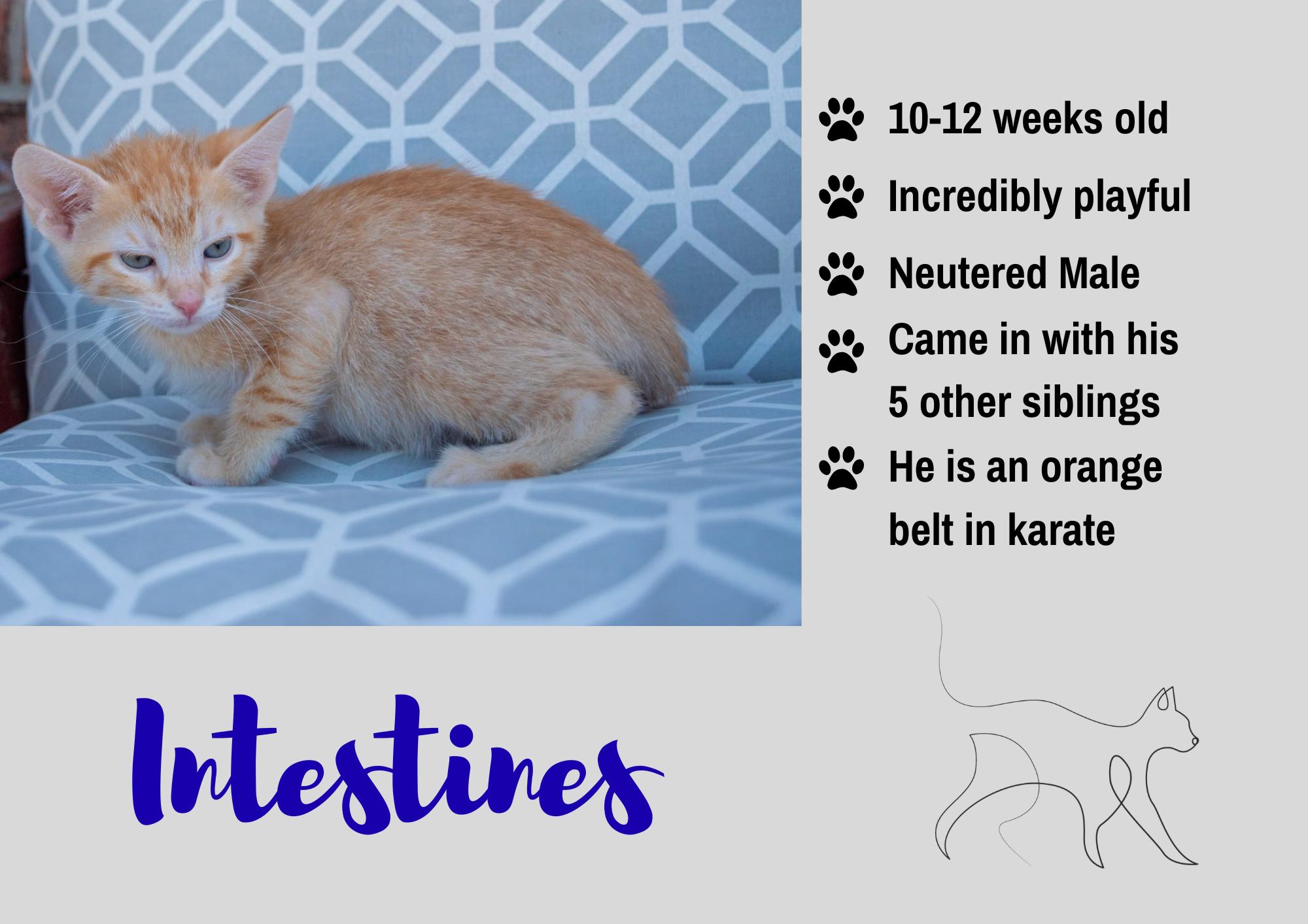 Intestines, Adopted, Young Male Domestic Short Hair.