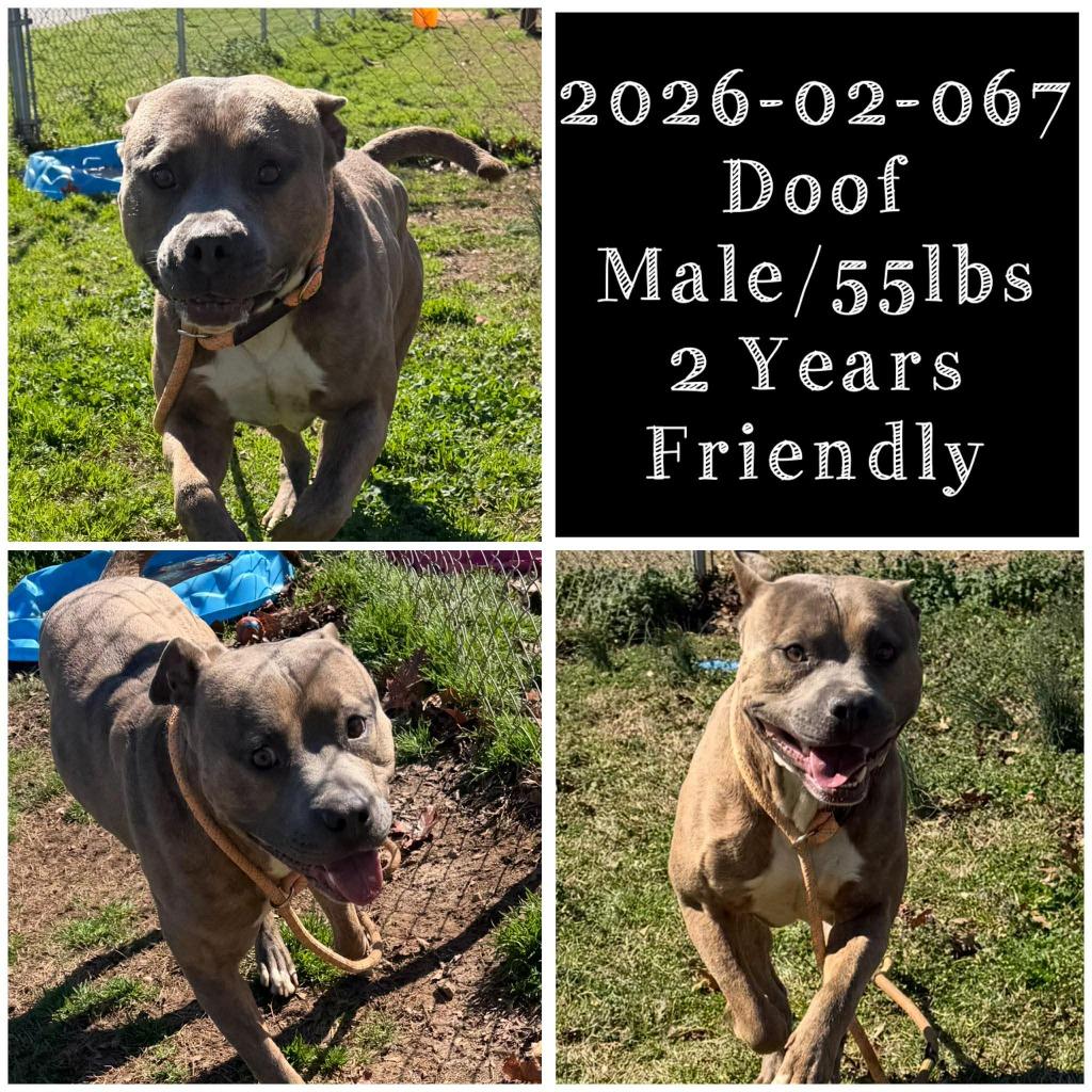 Enlarge 2026-02-067 *Doof*, a Adoptable Pit Bull Terrier in Winder, GA image 1/1