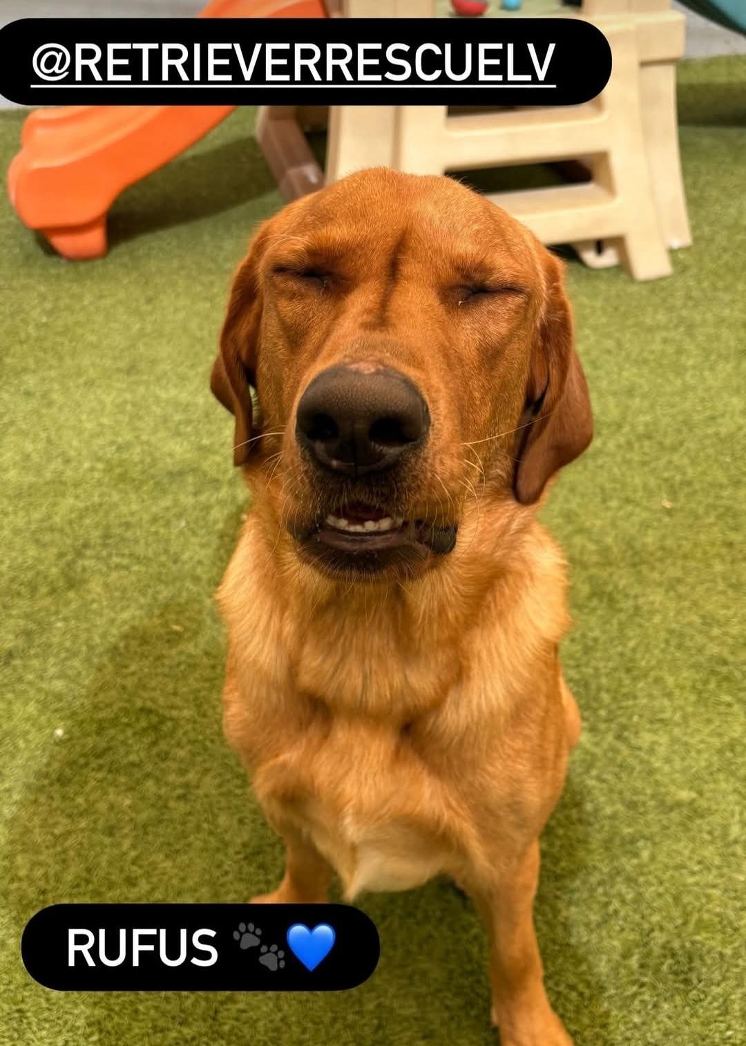 Rufus
